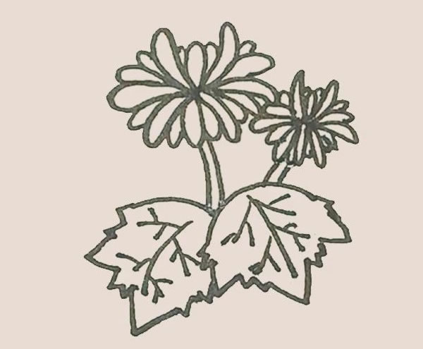 關(guān)于菊花的簡(jiǎn)筆畫