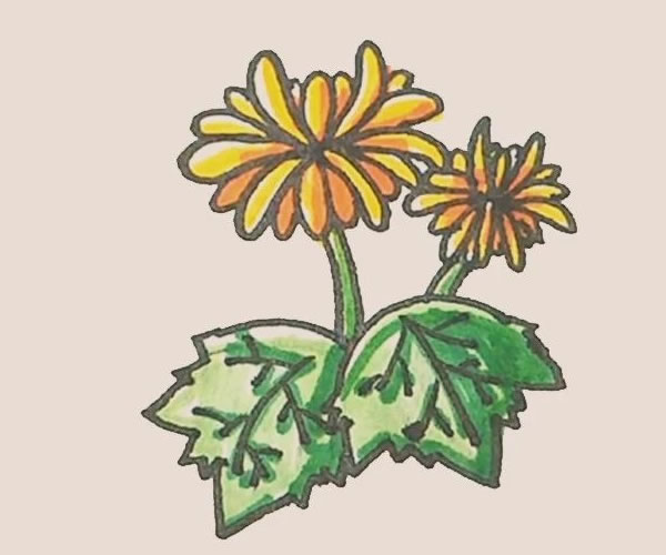 關(guān)于菊花的簡(jiǎn)筆畫