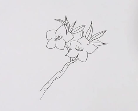 粉色桃花簡(jiǎn)筆畫