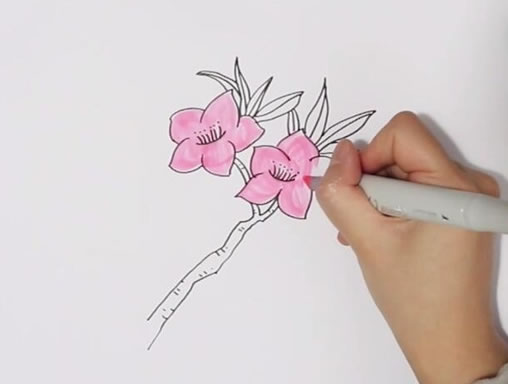 粉色桃花簡(jiǎn)筆畫