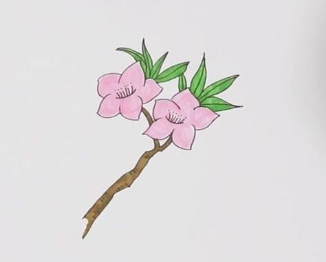 粉色桃花簡(jiǎn)筆畫