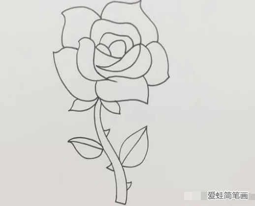 盛開的玫瑰花