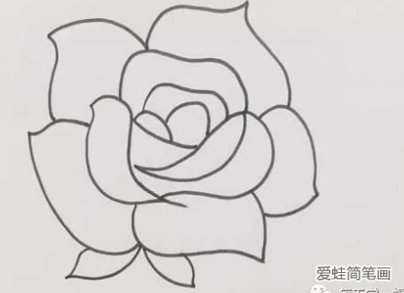 盛開的玫瑰花