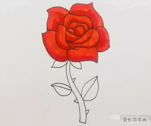 盛開的玫瑰花