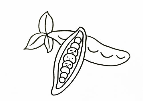 豌豆簡(jiǎn)筆畫步驟教程