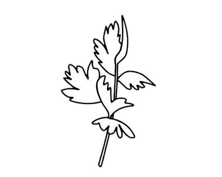 香菜簡筆畫圖片大全