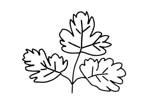 香菜簡筆畫圖片大全