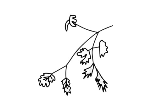 香菜簡筆畫圖片大全