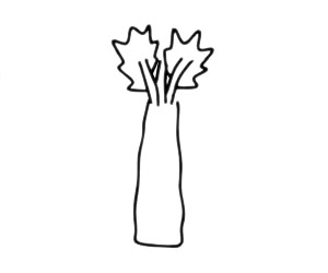 萵筍簡(jiǎn)筆畫簡(jiǎn)單畫法