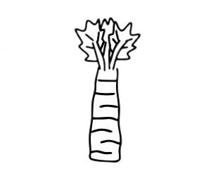 萵筍簡(jiǎn)筆畫簡(jiǎn)單畫法