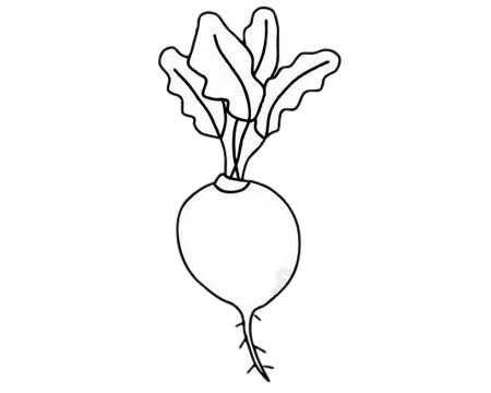 甜菜簡筆畫圖片大全