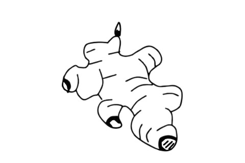 一組生姜簡筆畫圖片大全