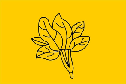 菠菜簡(jiǎn)筆畫圖片大全 菠菜簡(jiǎn)筆畫圖片大全