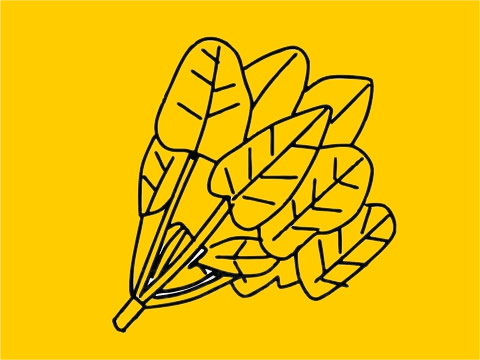 菠菜簡(jiǎn)筆畫圖片大全 菠菜簡(jiǎn)筆畫圖片大全