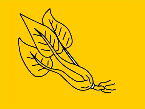 菠菜簡(jiǎn)筆畫圖片大全 菠菜簡(jiǎn)筆畫圖片大全