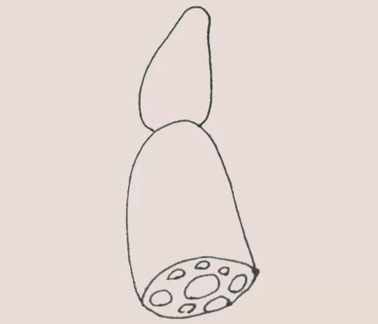 可愛(ài)的蓮藕簡(jiǎn)筆畫(huà)