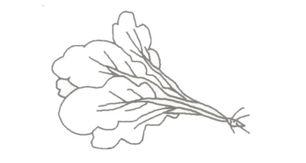 青菜簡筆畫的畫法