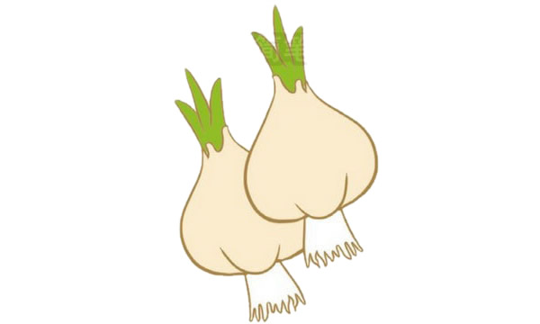 大蒜簡筆畫圖片大全