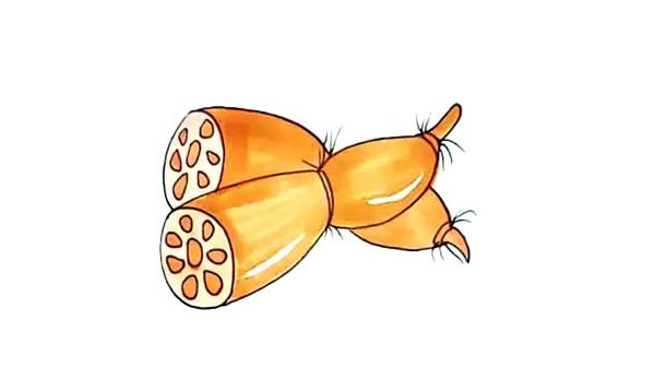 漂亮的蓮藕簡筆畫