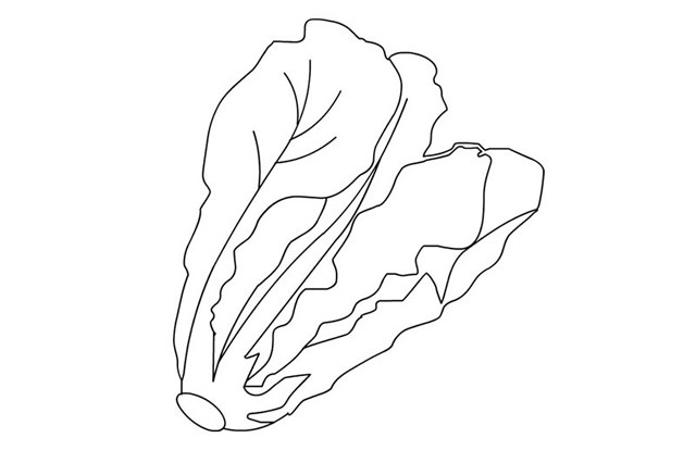 漂亮的生菜簡筆畫