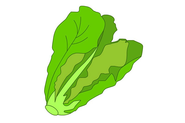 漂亮的生菜簡筆畫