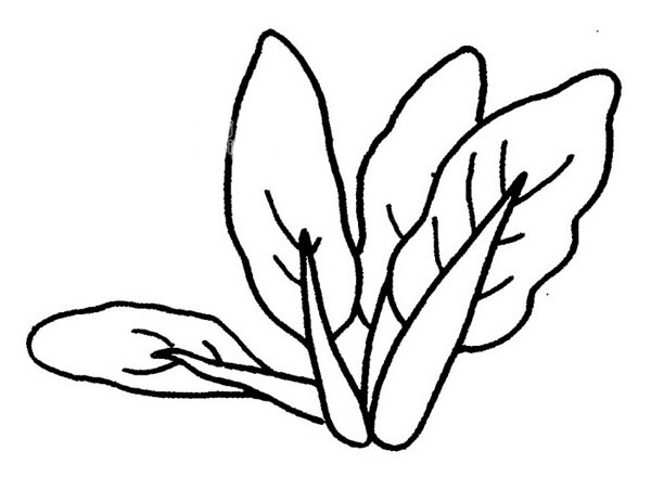 油菜簡筆畫