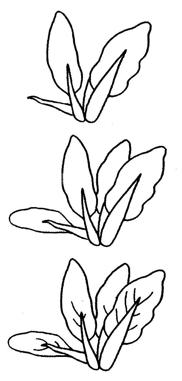 油菜簡筆畫