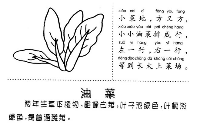 油菜簡筆畫