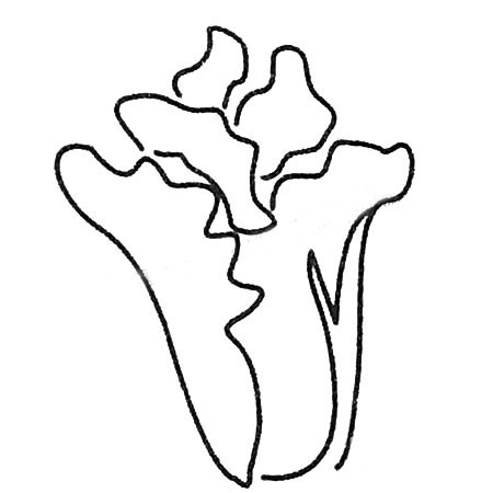白菜簡筆畫畫法