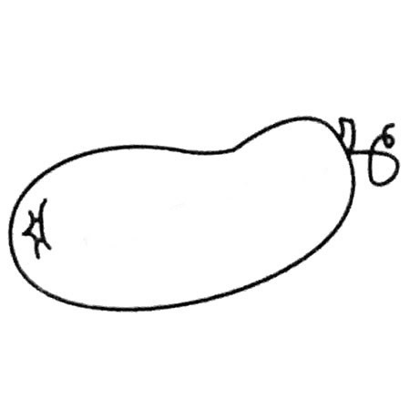 冬瓜簡筆畫教程