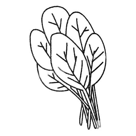 菠菜簡筆畫教程