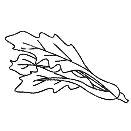 菠菜簡筆畫圖片大全