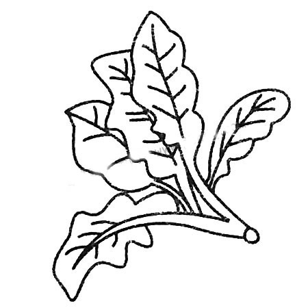 菠菜簡筆畫圖片大全