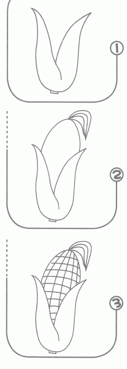 玉米簡筆畫分解步驟