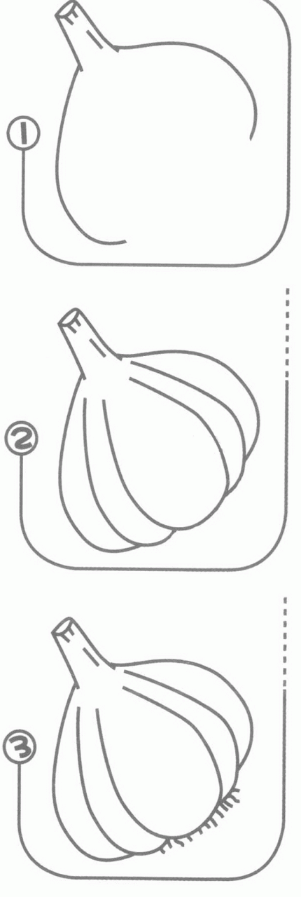 大蒜頭筆畫分解步驟