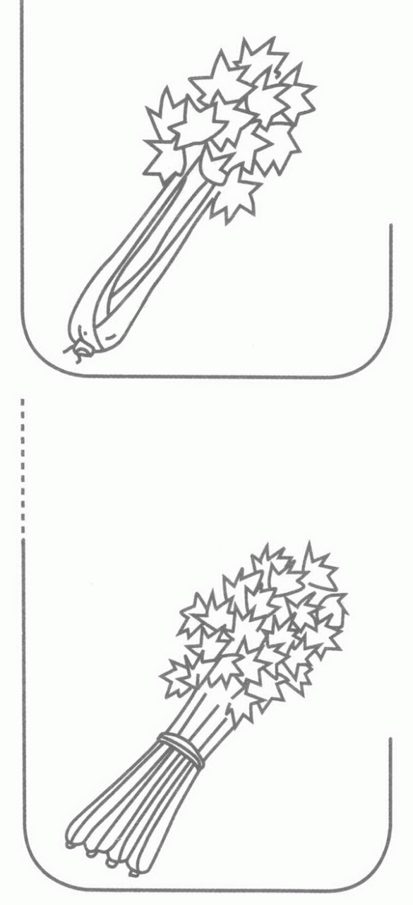 芹菜簡筆畫分解步驟