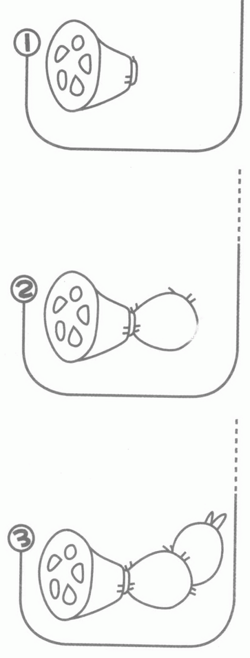 蓮藕簡筆畫分解步驟