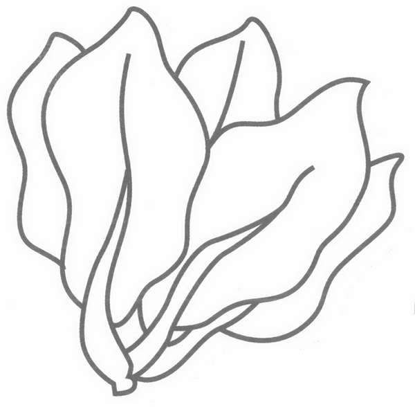 菠菜簡筆畫分解步驟