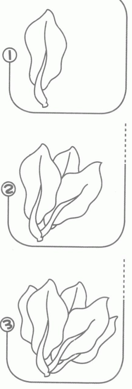 菠菜簡筆畫分解步驟