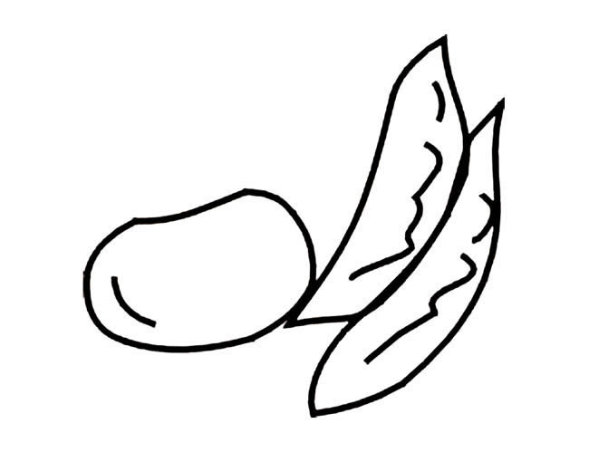 關于蠶豆的計簡筆畫