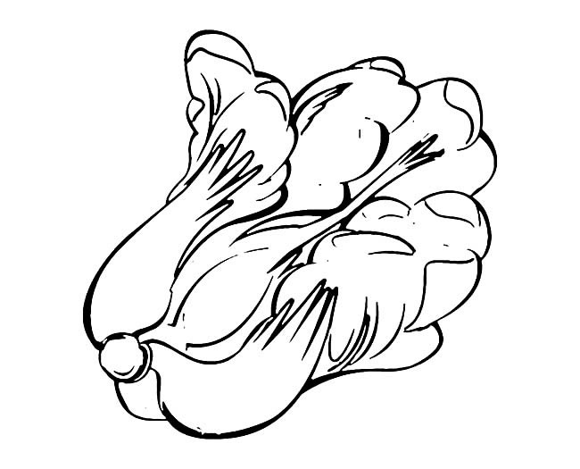 關于大白菜的簡筆畫