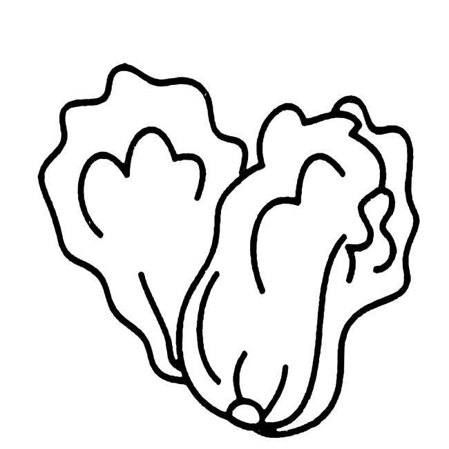 兩顆白菜簡筆畫