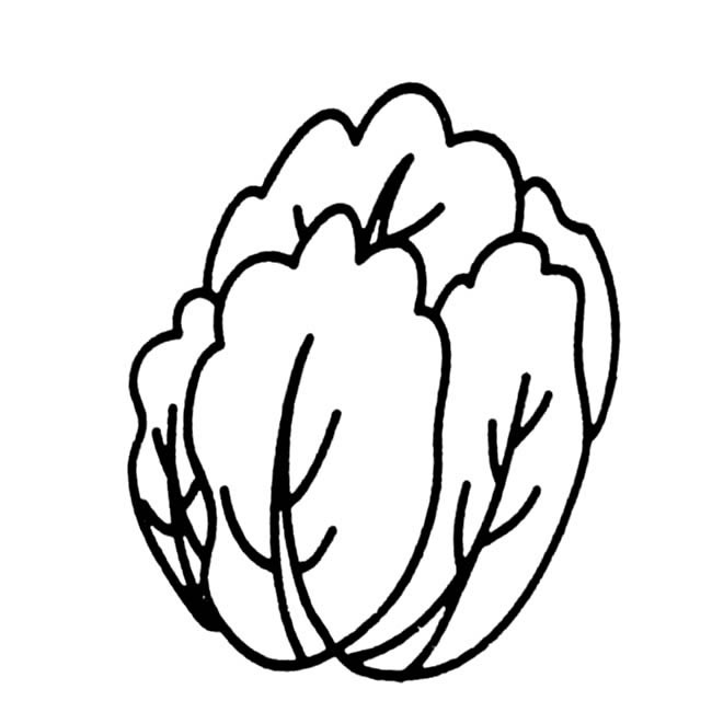 白菜簡(jiǎn)筆畫