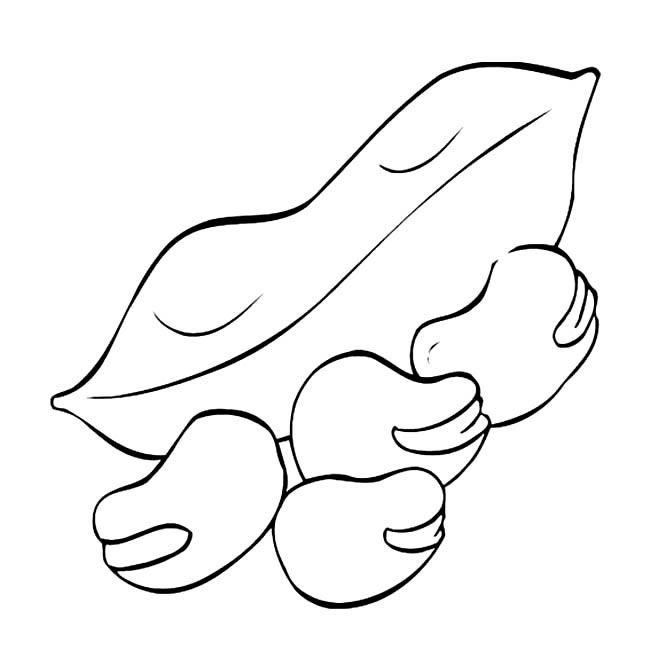 蠶豆簡筆畫