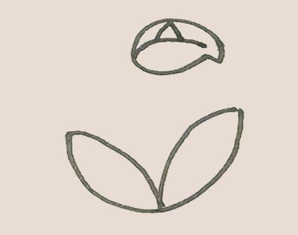 馬蹄蓮簡筆畫步驟